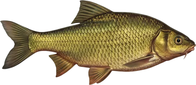 Bream