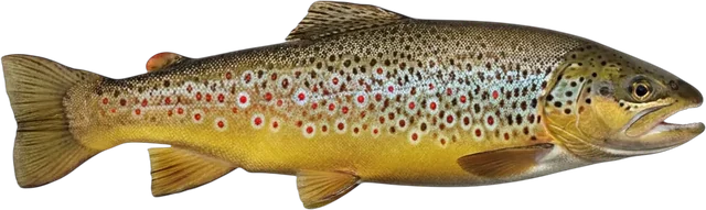 Brown trout