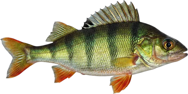Perch