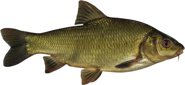 Tench
